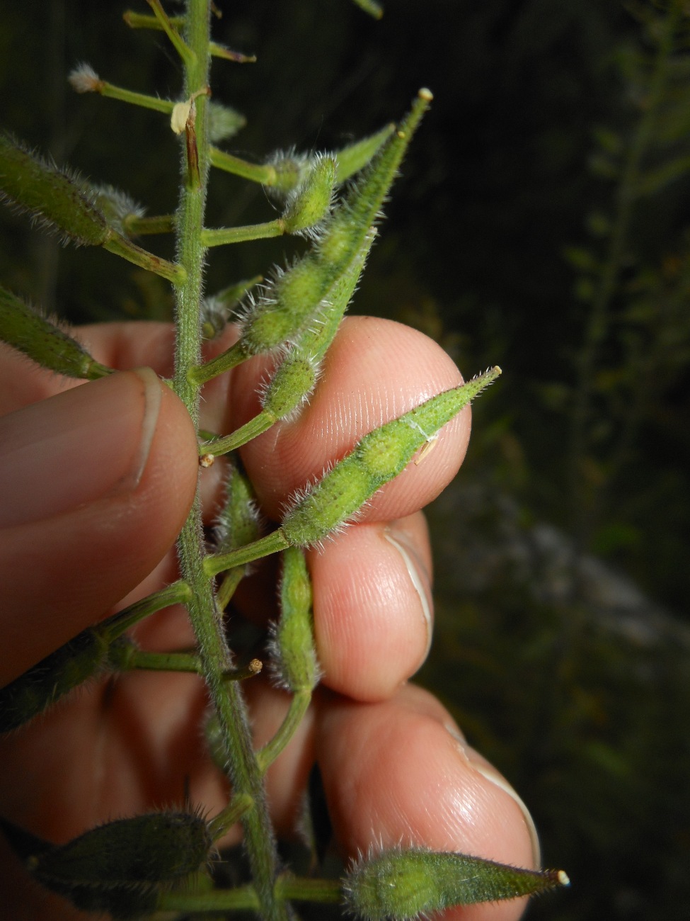 Sinapis alba L. subsp. mairei (H. Lindb.) Maire